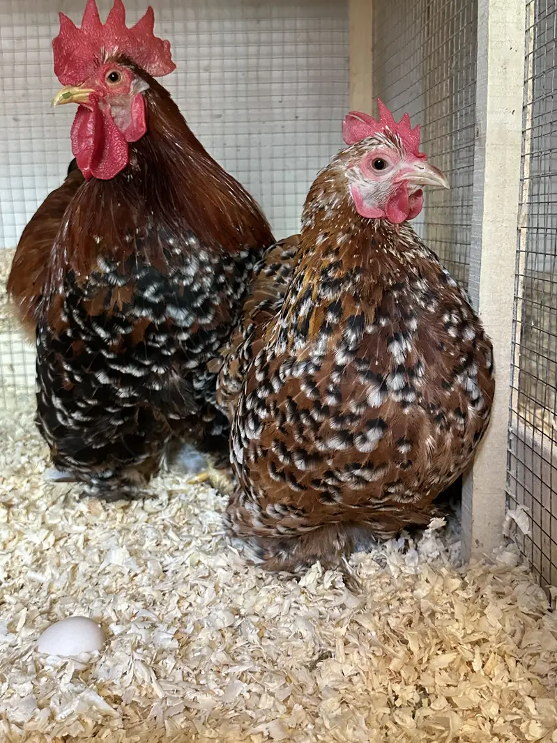 All fancy breeds Chicks and eggs Available imported linage — photo 12