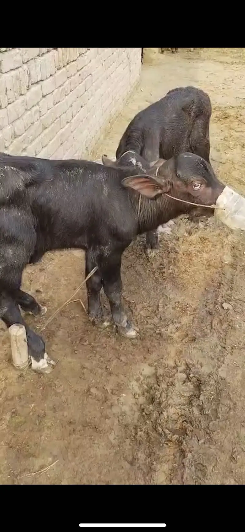 Pure nilli buffalo — photo 4