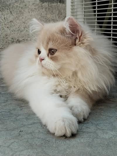 2 male kittens