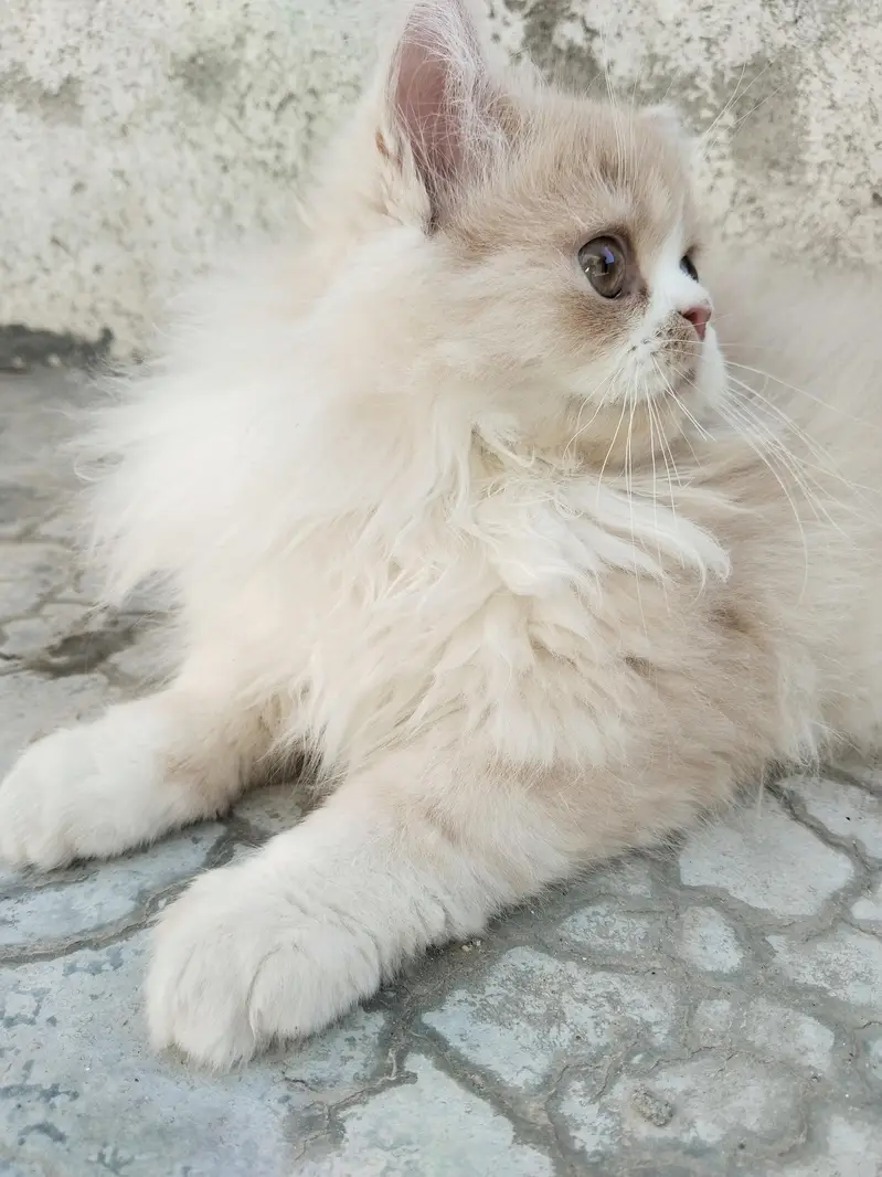 2 male kittens — photo 2