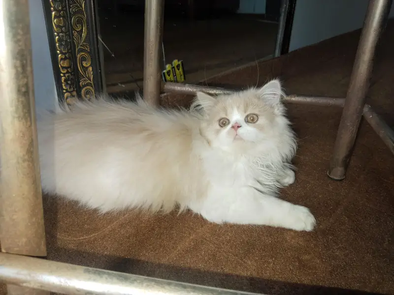 2 male kittens — photo 3