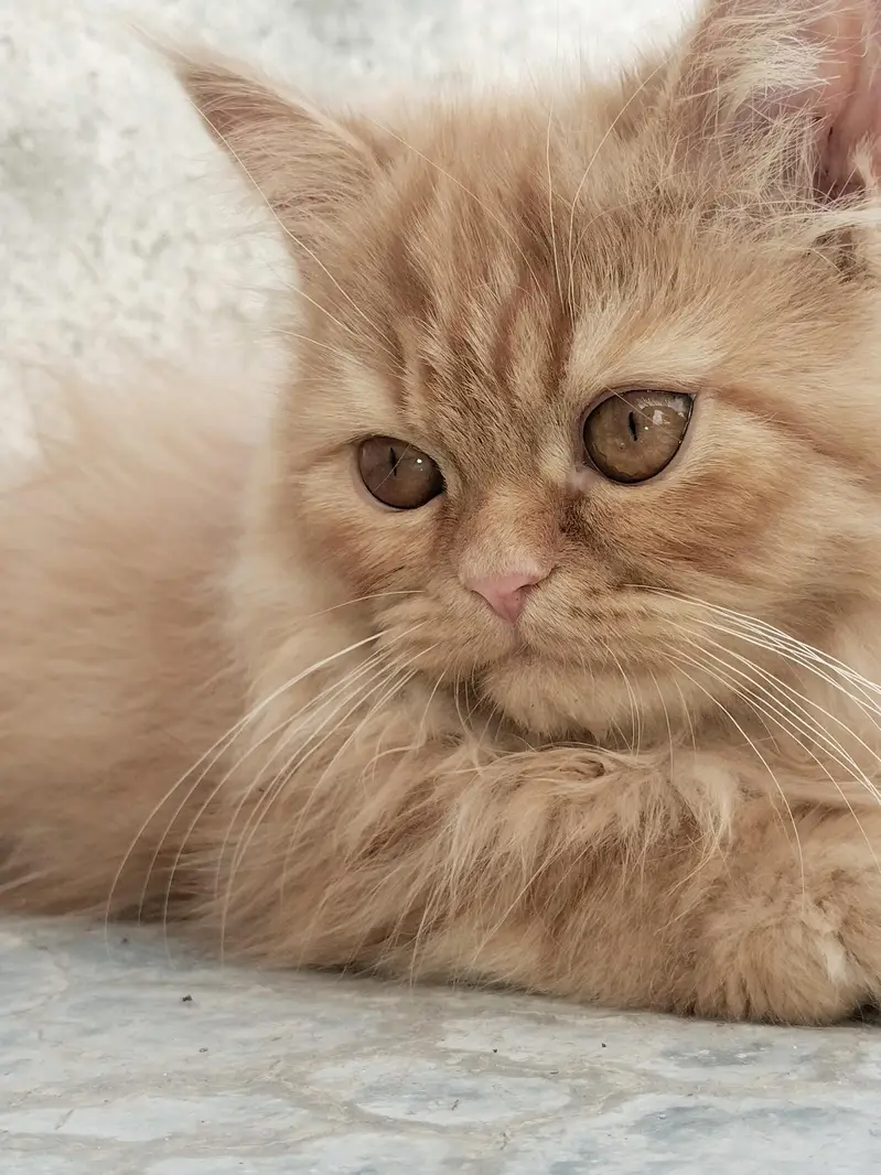 2 male kittens — photo 4