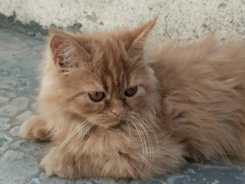 2 male kittens — photo 5