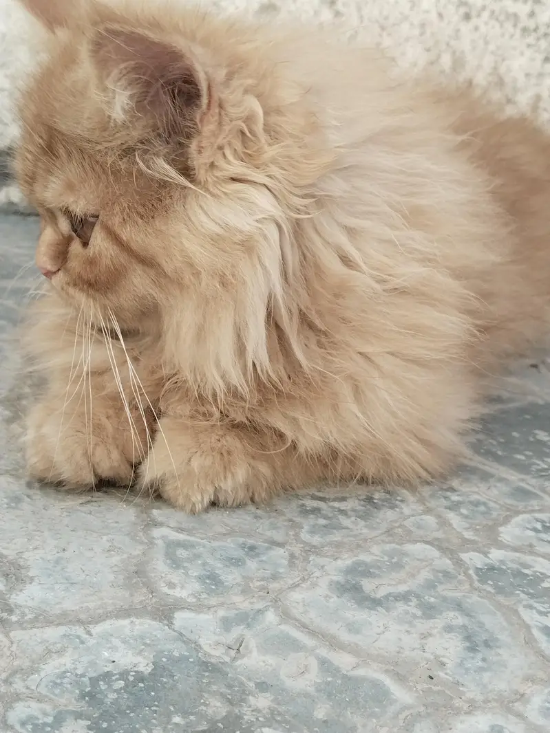 2 male kittens — photo 6