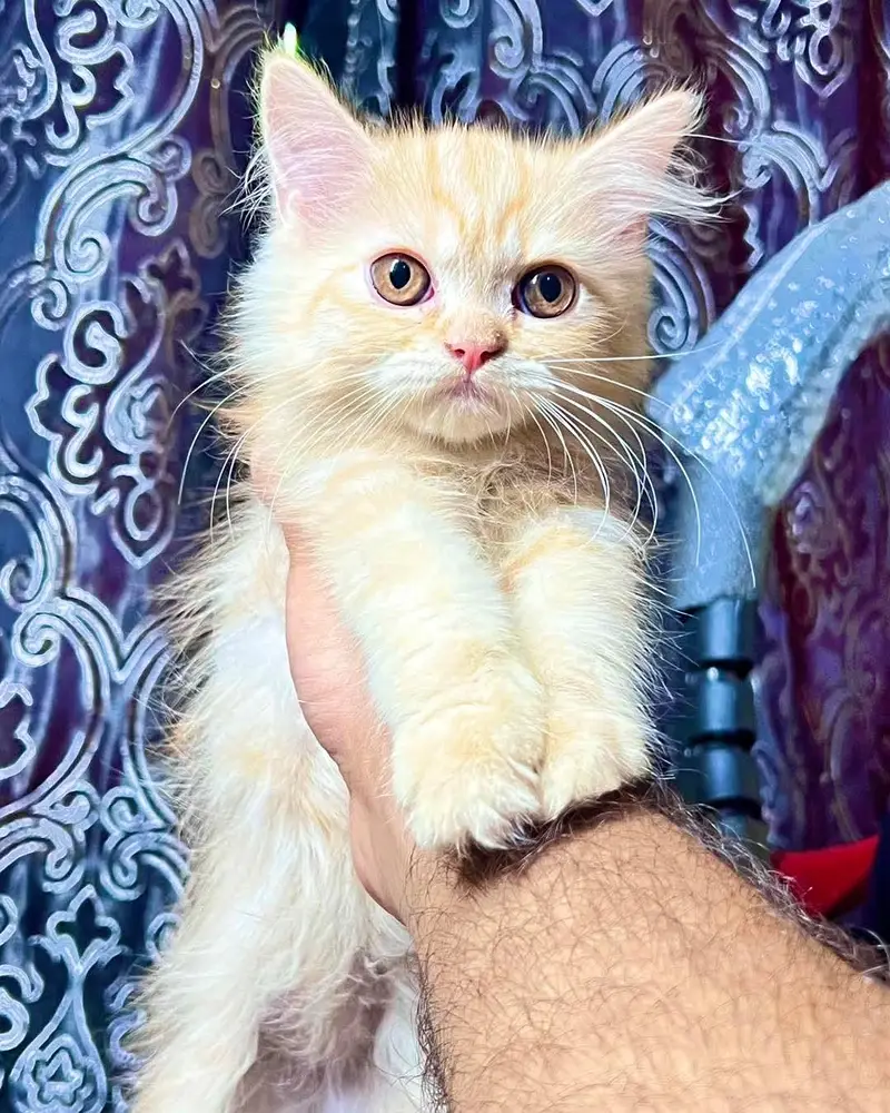 Cute & Healthy Persian Kittens Triple Coated Available — photo 9