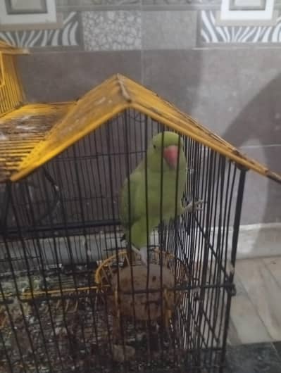 mano the parrot