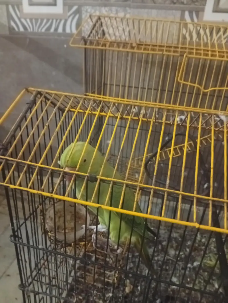 mano the parrot — photo 2