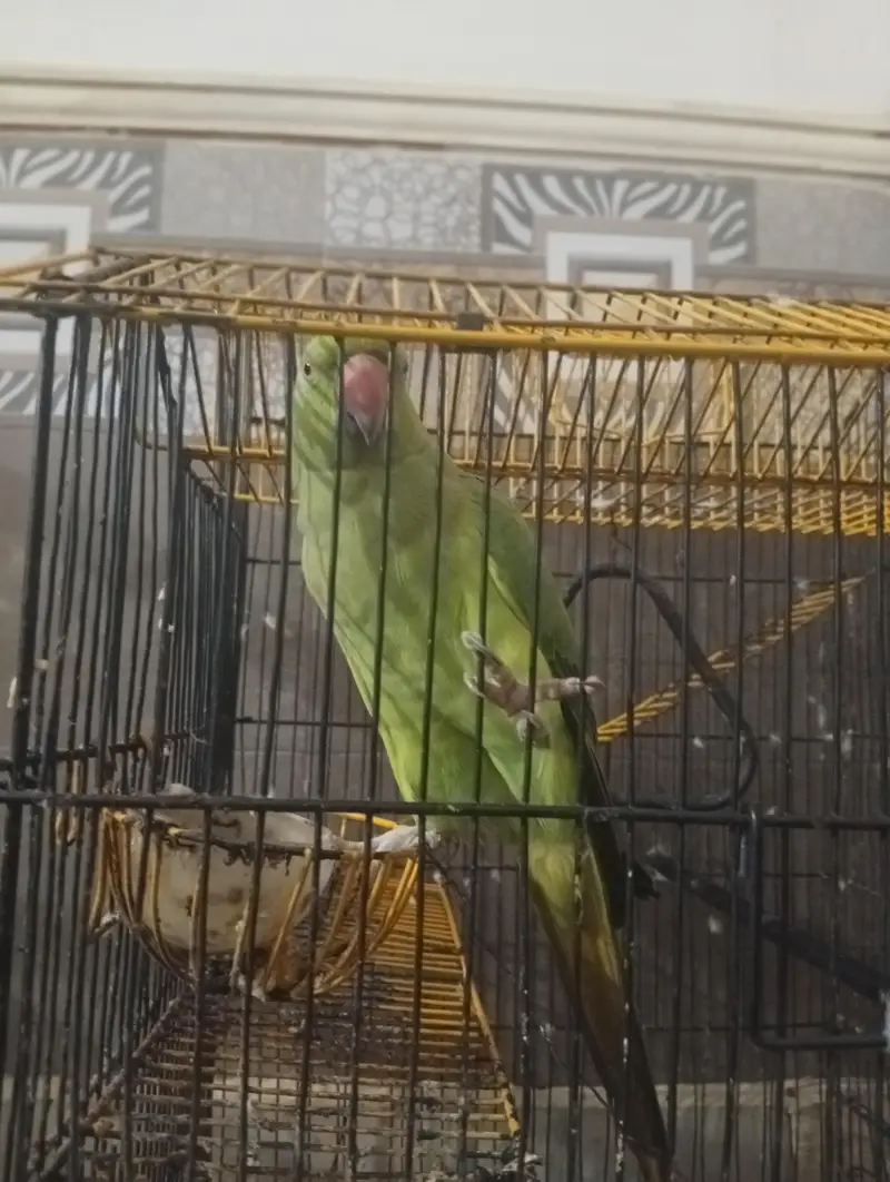 mano the parrot — photo 3
