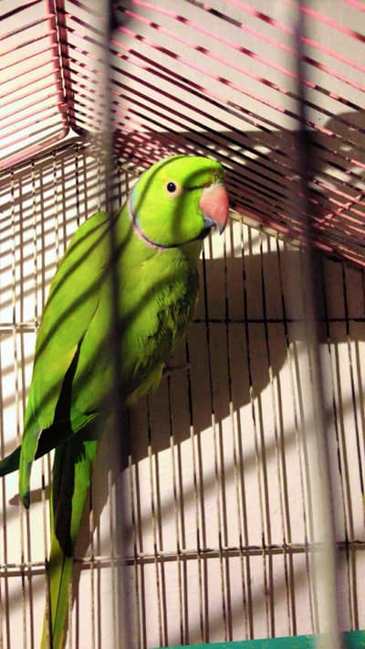 Ringneck Parrot's