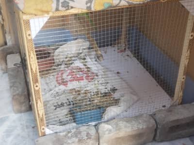 Big Size Cage Available