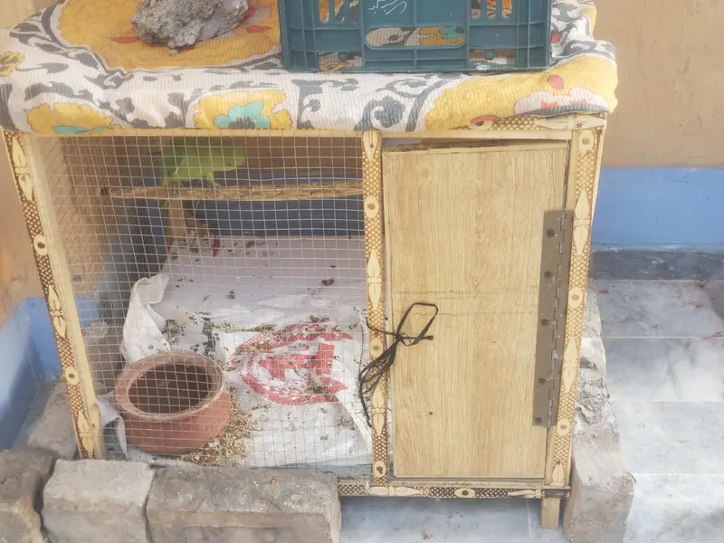 Big Size Cage Available — photo 2