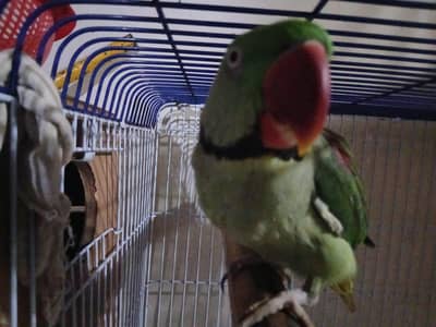 selling alexander parrot
