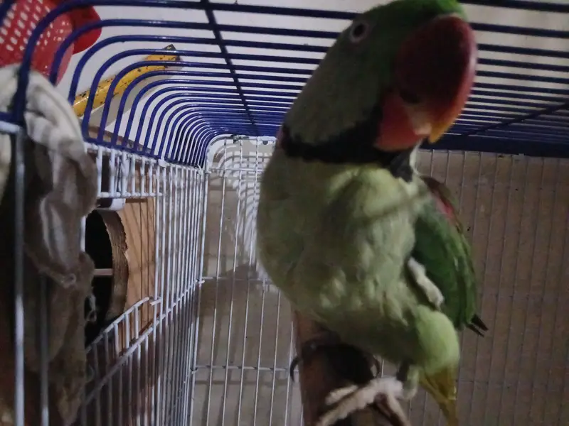 selling alexander parrot — photo 2
