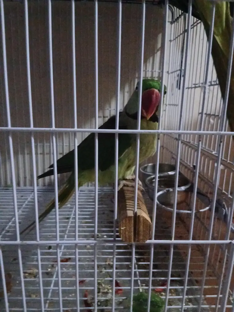 selling alexander parrot — photo 3