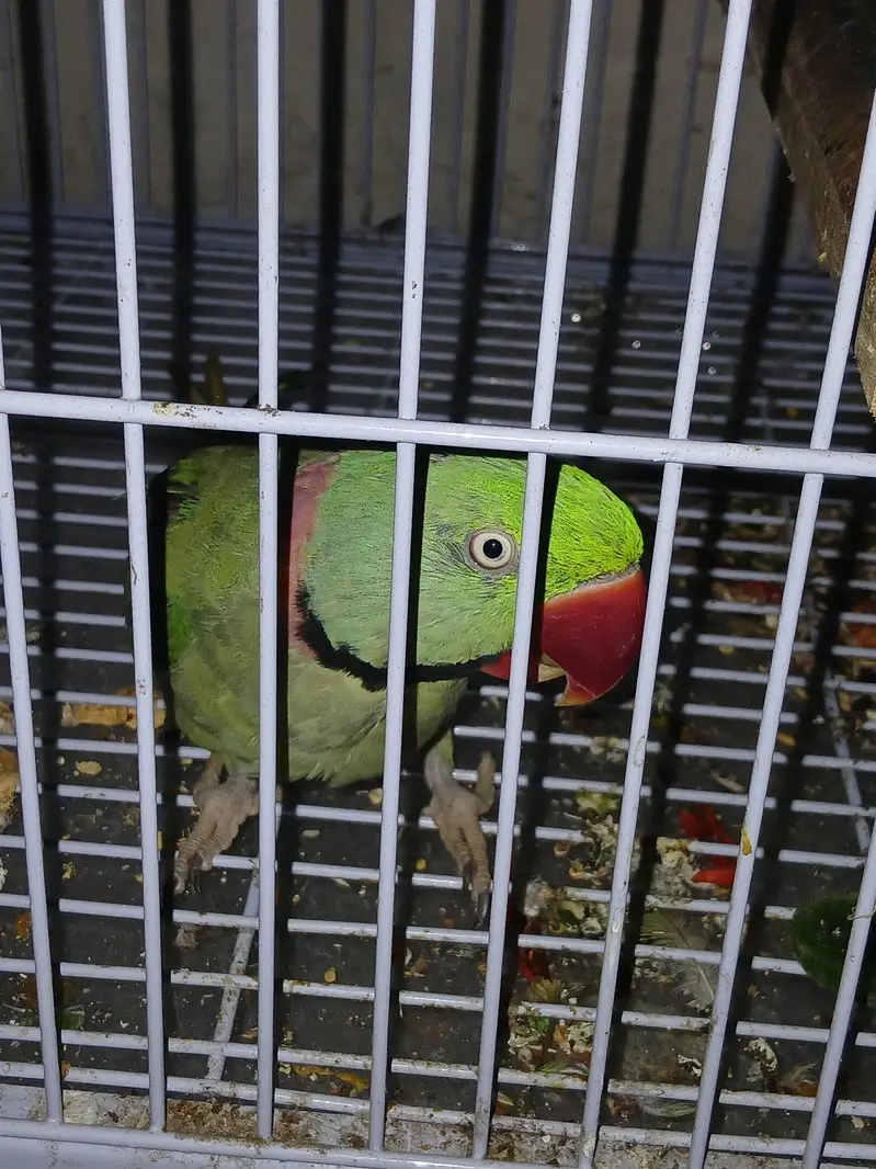 selling alexander parrot — photo 4