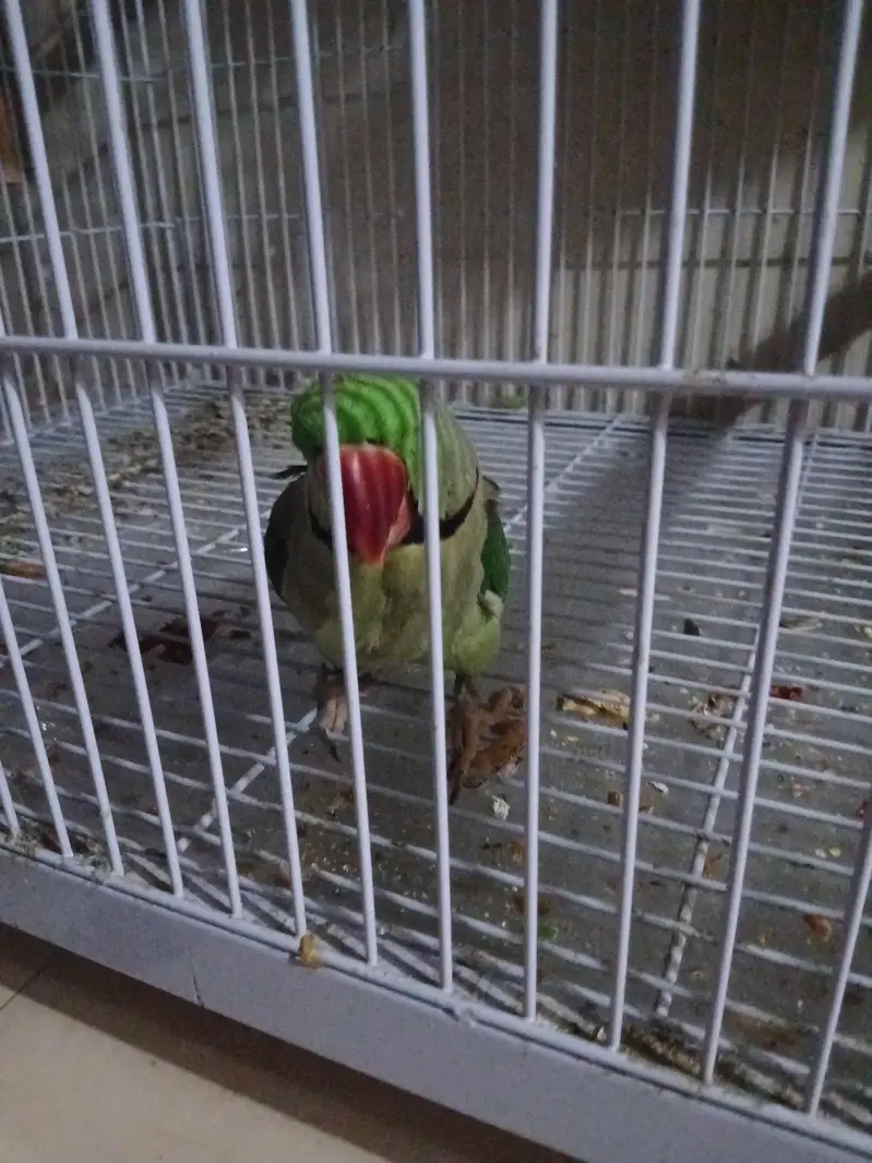 selling alexander parrot — photo 5