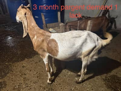 goats for sale