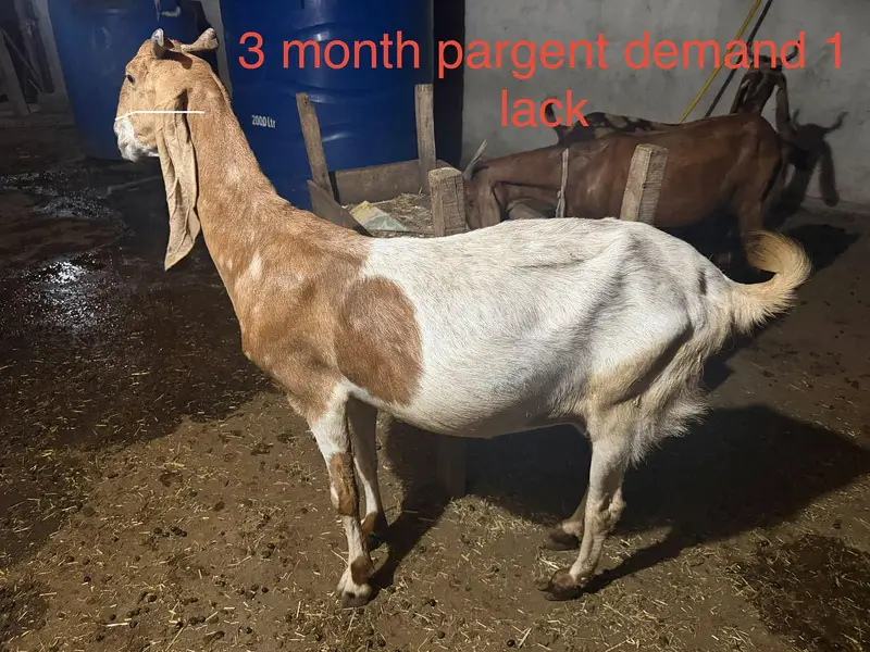 goats for sale