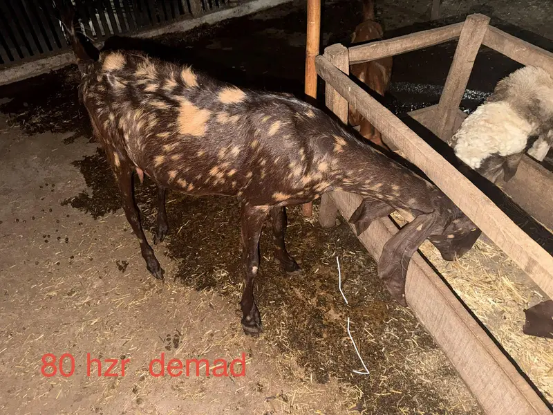 goats for sale — photo 2