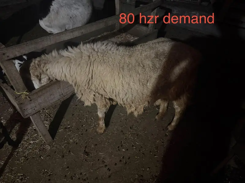 goats for sale — photo 3