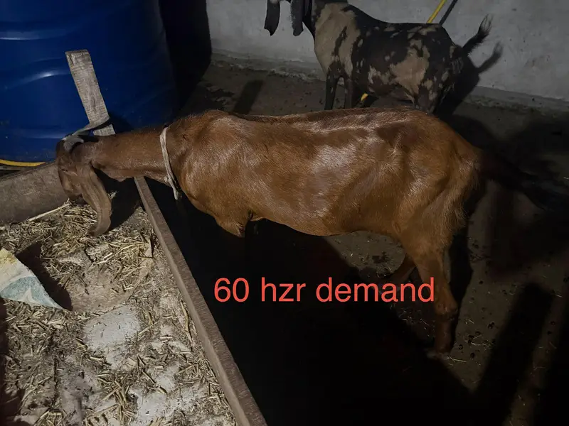 goats for sale — photo 4