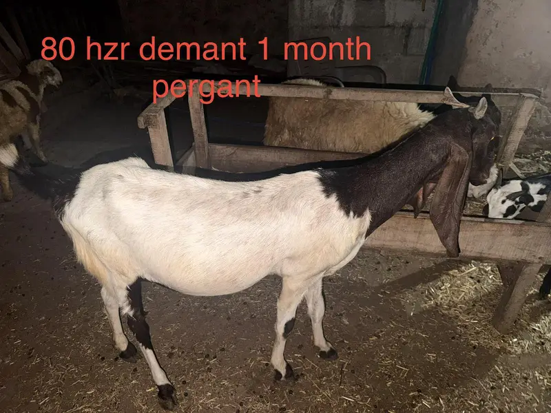 goats for sale — photo 5