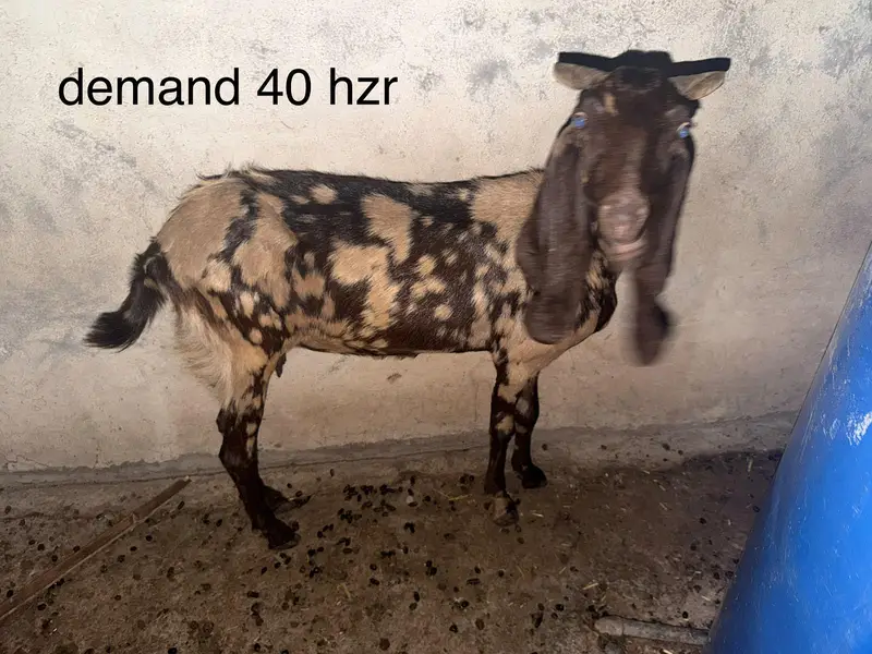 goats for sale — photo 6