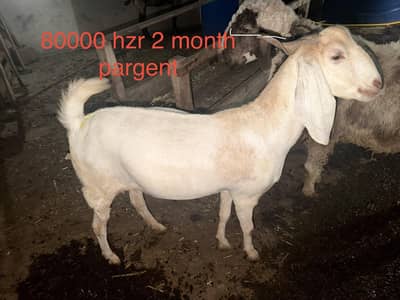 goats for sale num 03295117465
