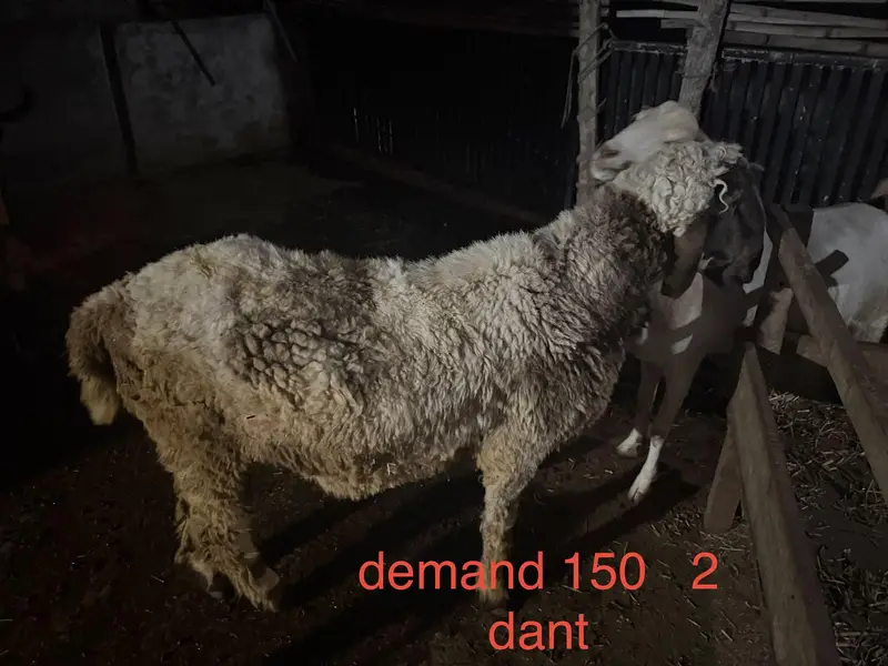 goats for sale — photo 8