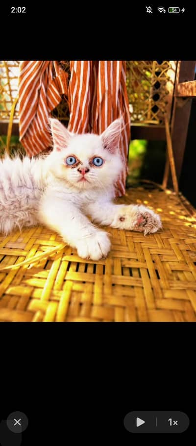 punch face kitten for sale