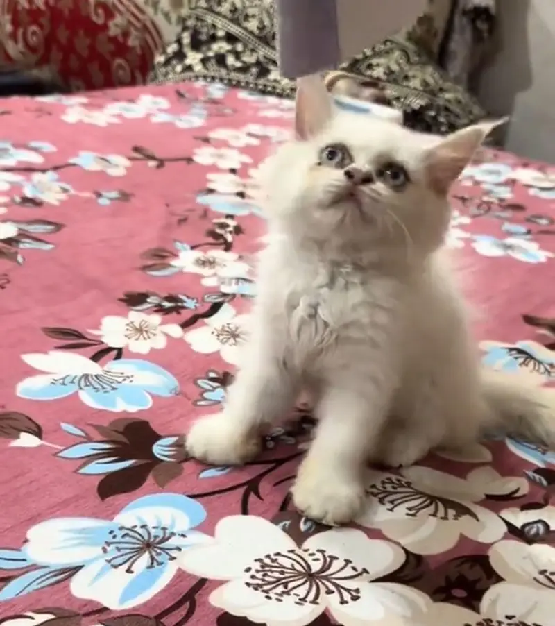 punch face kitten for sale — photo 2