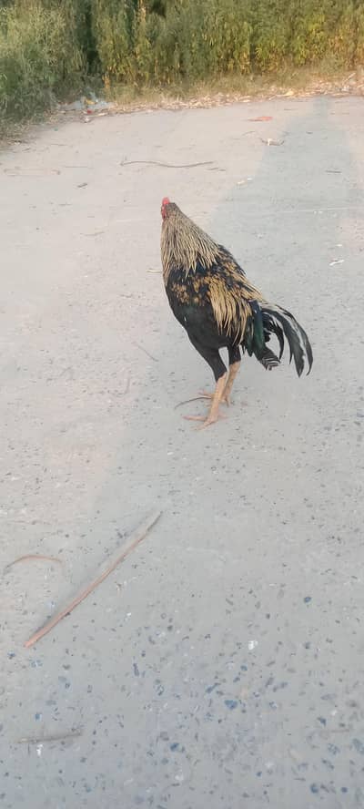 murga