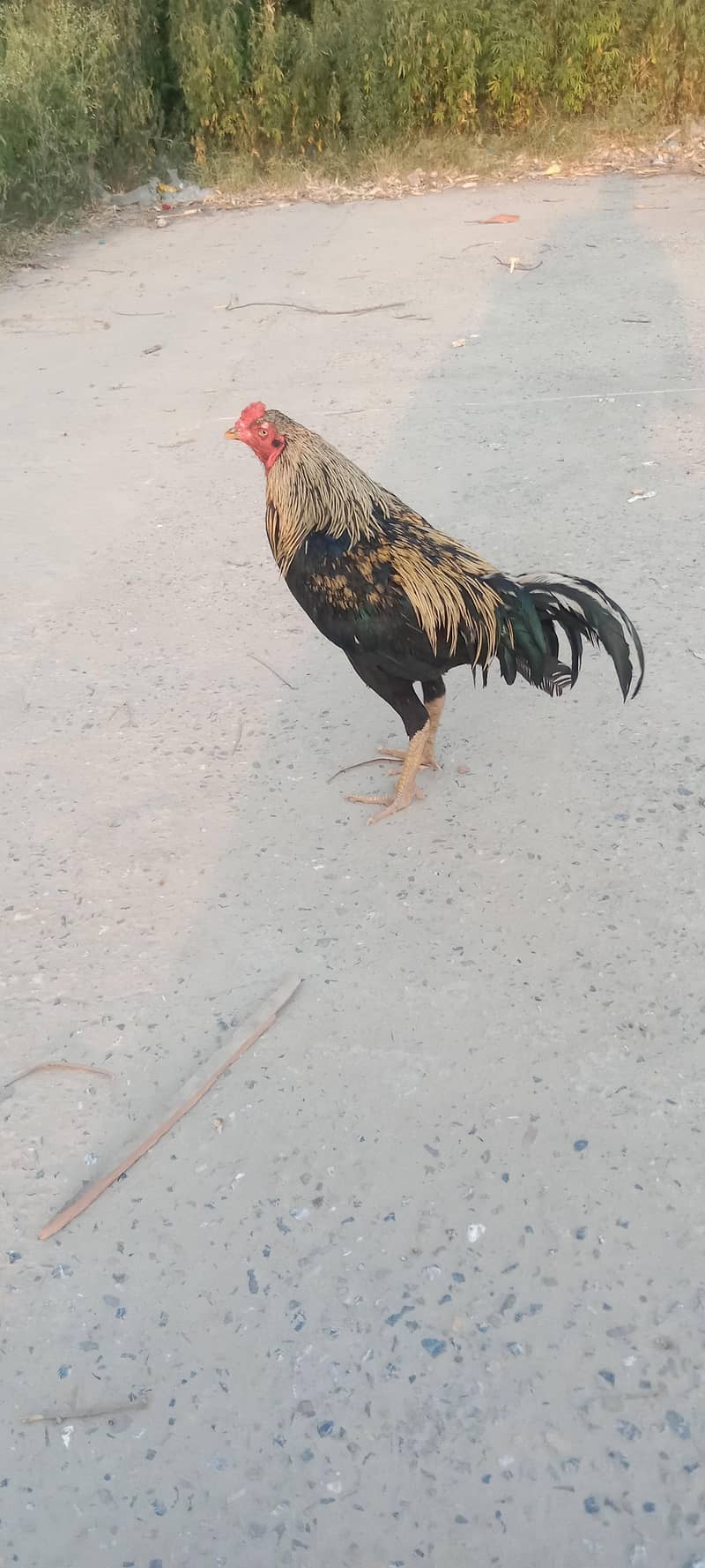 murga 1