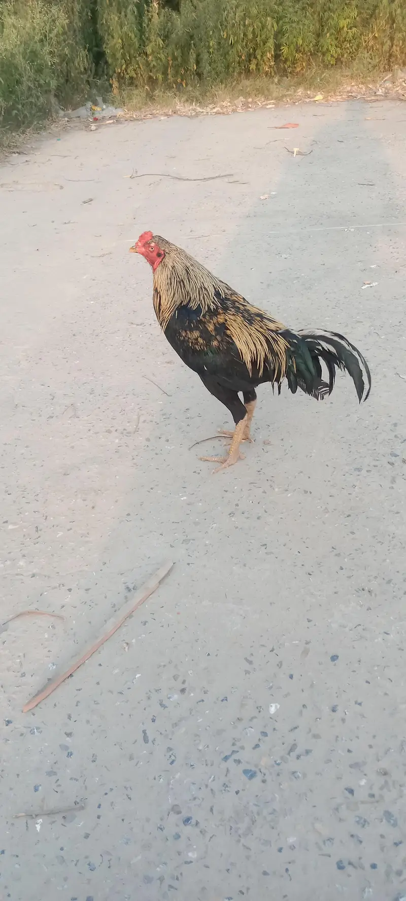 murga — photo 2