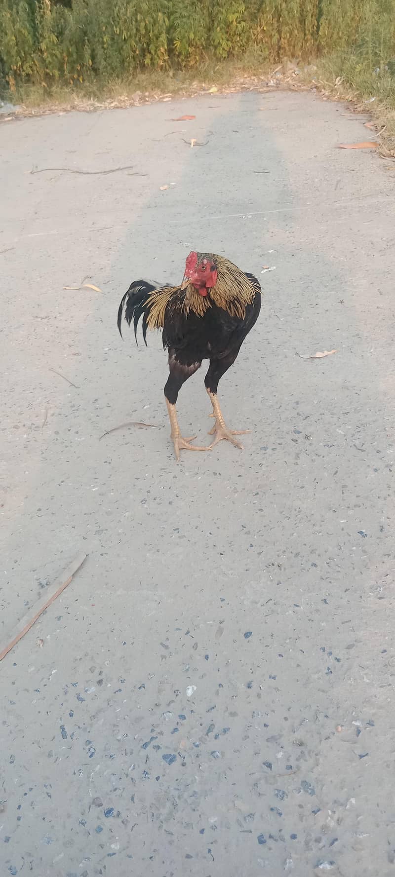 murga 2