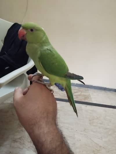 Hand tame ring neck