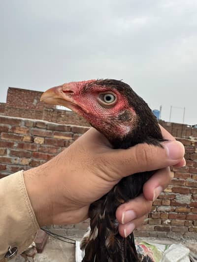 aseel patha pathia choras nok nali white eyes