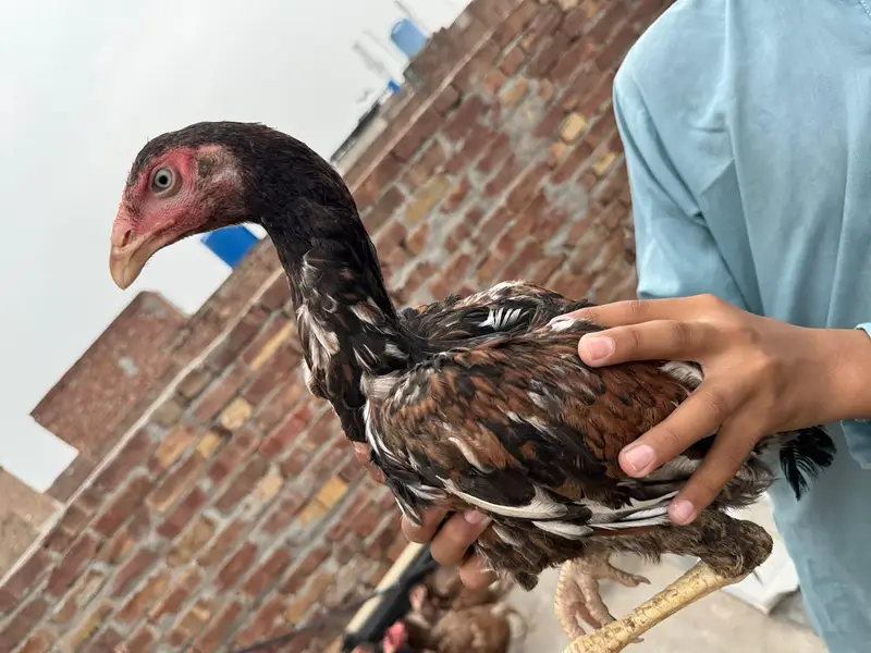 aseel patha pathia choras nok nali white eyes — photo 2