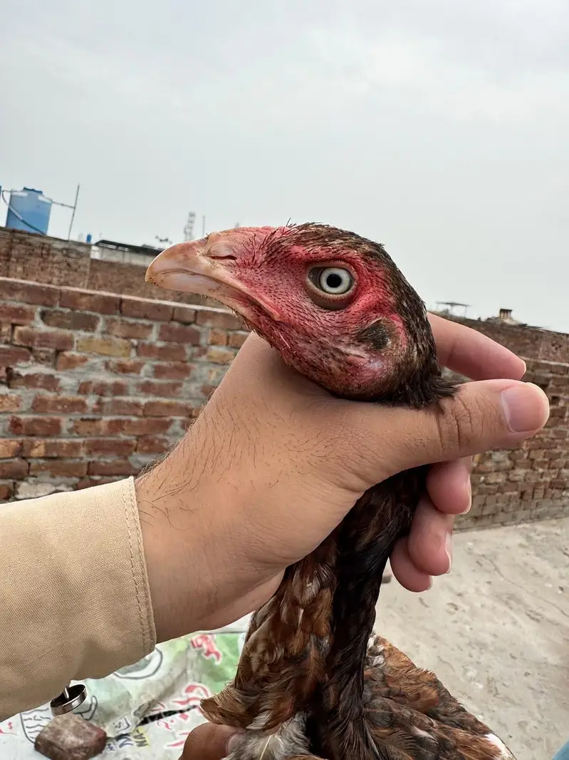 aseel patha pathia choras nok nali white eyes — photo 3
