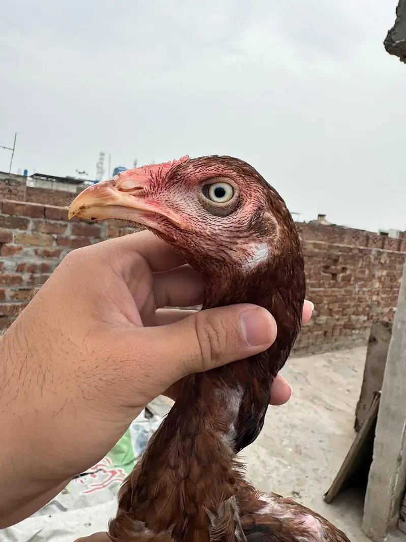 aseel patha pathia choras nok nali white eyes — photo 5