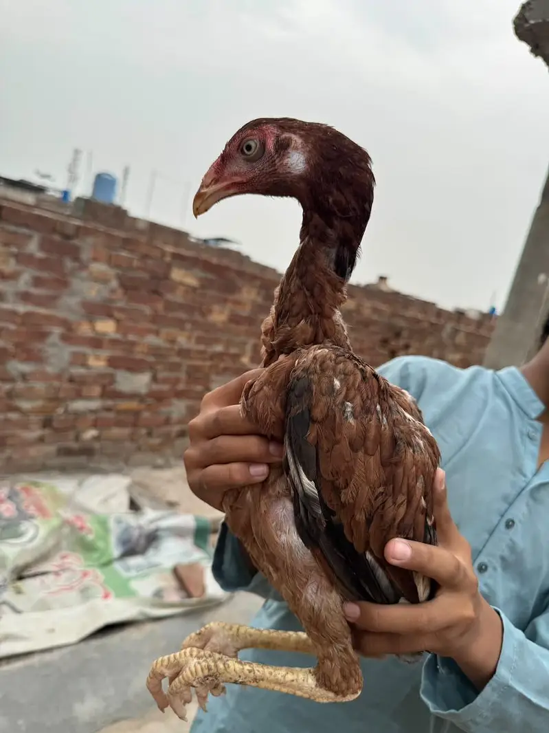 aseel patha pathia choras nok nali white eyes — photo 6
