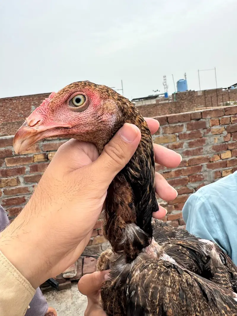 aseel patha pathia choras nok nali white eyes — photo 7