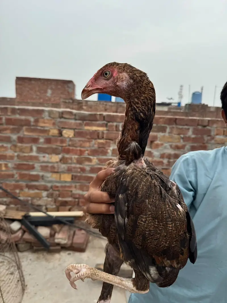 aseel patha pathia choras nok nali white eyes — photo 8