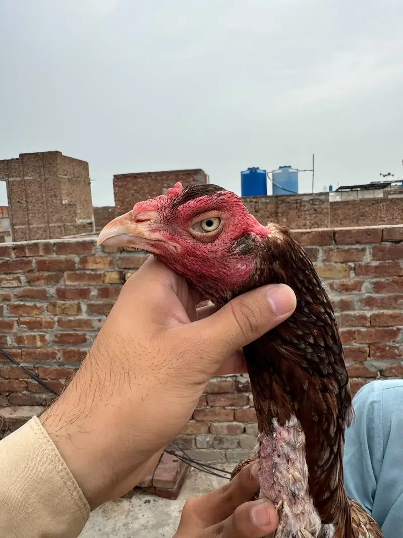 aseel patha pathia choras nok nali white eyes — photo 9