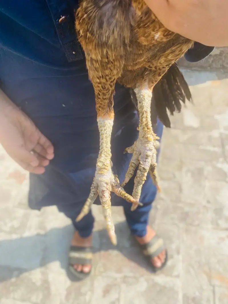 Aseel highquality mianwali aseel — photo 3