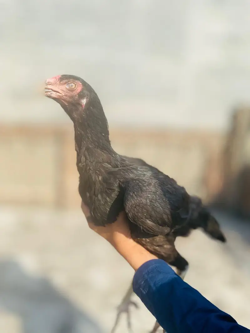 Aseel highquality mianwali aseel — photo 6