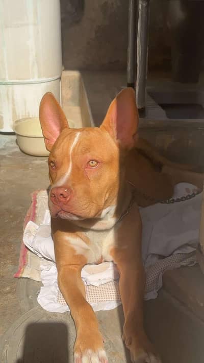 Pitbull
