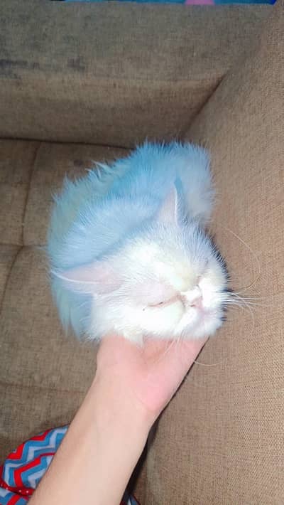 healthy Persian female cat for sale vaccined