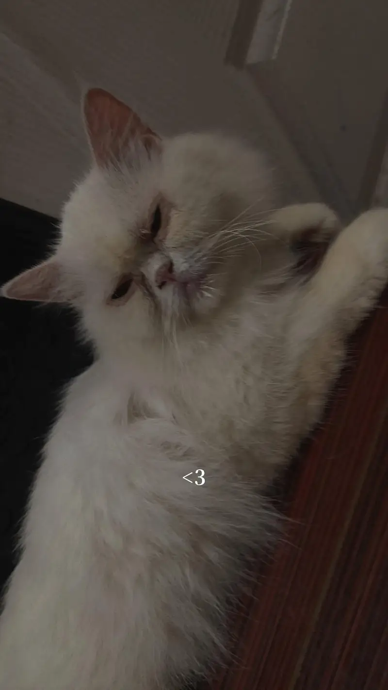 healthy Persian female cat for sale vaccined — photo 2