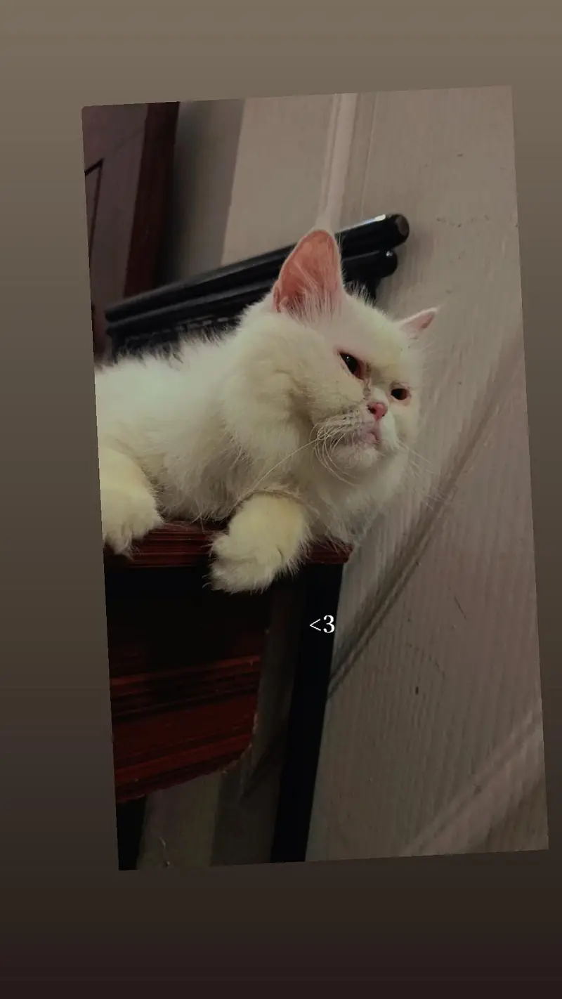 healthy Persian female cat for sale vaccined — photo 3